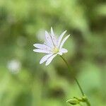 Stellaria graminea Blüte