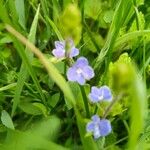 Veronica americana Blomma