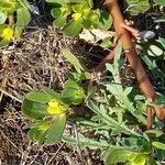 Portulaca oleracea Bark