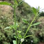 Scoparia dulcis List