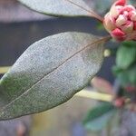 Rhododendron apoanum Leaf