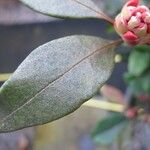 Rhododendron apoanum List