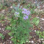 Phacelia congesta موطن