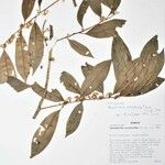 Roucheria calophylla