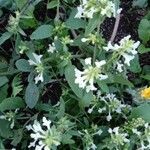 Stachys annua Habit