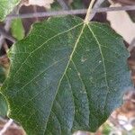 Populus × canescens Leaf