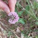 Trifolium pratenseBlomst