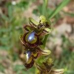 Ophrys speculum 花