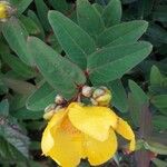 Hypericum × hidcoteense ফুল