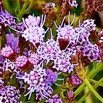 Chromolaena hirsuta Flor