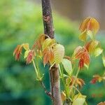 Juglans regia Leaf