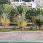 Ravenala madagascariensis 葉