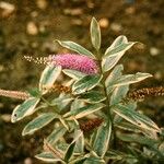 Veronica × andersonii 花