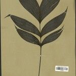 Geonoma aspidiifolia Hoja