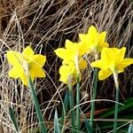 Narcissus minor Hábitos