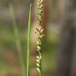 Setaria gausa Flower