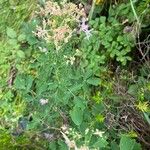 Thalictrum aquilegiifoliumFlor