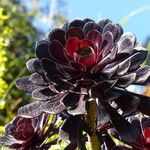 Aeonium arboreum Folha