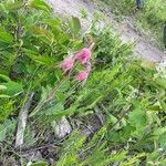 Geum triflorumBlomma