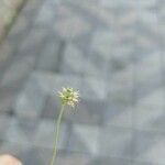 Hydrocotyle leucocephala Blüte