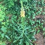 Digitalis ferruginea Habitus