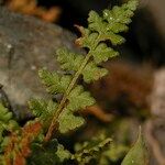 Woodsia alpina Hoja