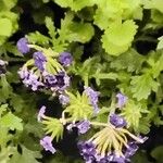 Verbena rigida Flors