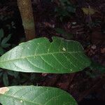 Licania heteromorpha Leaf