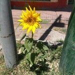 Helianthus petiolaris Flor