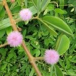 Mimosa albida Kukka
