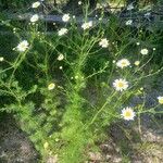 Tripleurospermum inodorum Habit