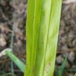 Carex plantaginea Blatt