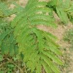 Albizia harveyi Лист