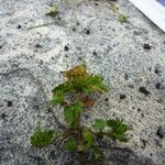 Veronica umbelliformis Outro