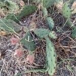 Opuntia macrorhiza Levél