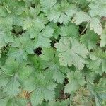 Geranium wlassovianum Yaprak