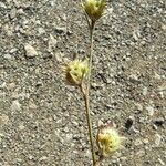 Onobrychis aequidentata 果実
