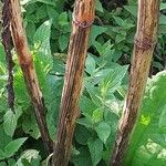 Rumex patientia Bark