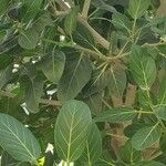 Ficus benghalensis Агульны выгляд