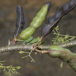 Vachellia farnesiana Fruct