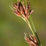 Rhynchospora fusca Fruit