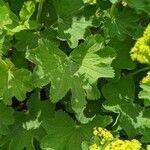 Alchemilla epipsila Deilen