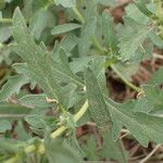 Ambrosia psilostachya Leaf