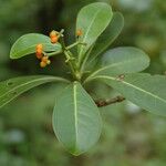 Psychotria kaduana ഇല