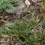 Carex uncinioides 整株植物