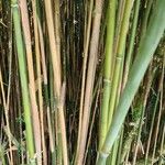 Phyllostachys aureosulcata বাকল