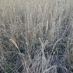Phalaris aquatica Fula