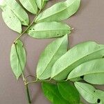 Hylodendron gabunense Hoja