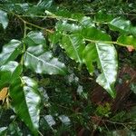 Phyllanthus koghiensis Blatt