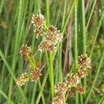 Scirpoides holoschoenus Flower